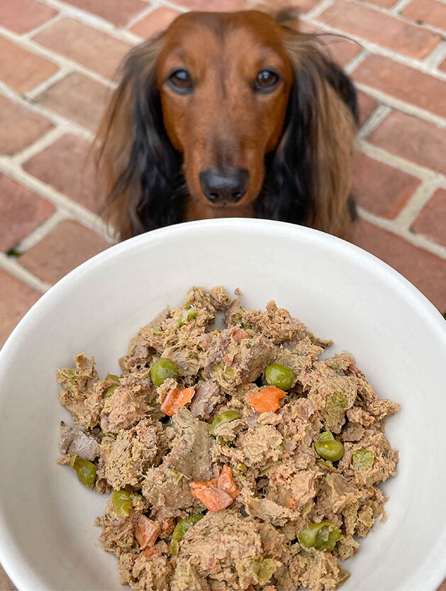 dog looking up at bowl of food